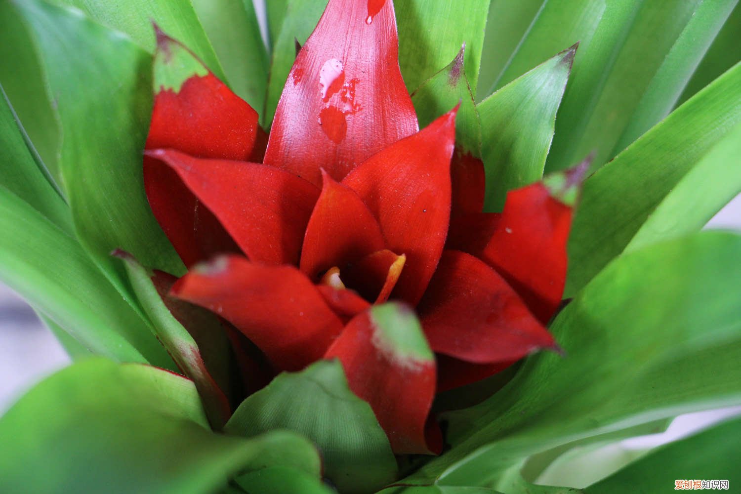 怎么让鸿运当头开花 鸿运当头怎么开花