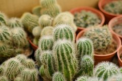 绯花玉仙人球的养殖方法和注意事项 仙人球的养殖方法和注意事项