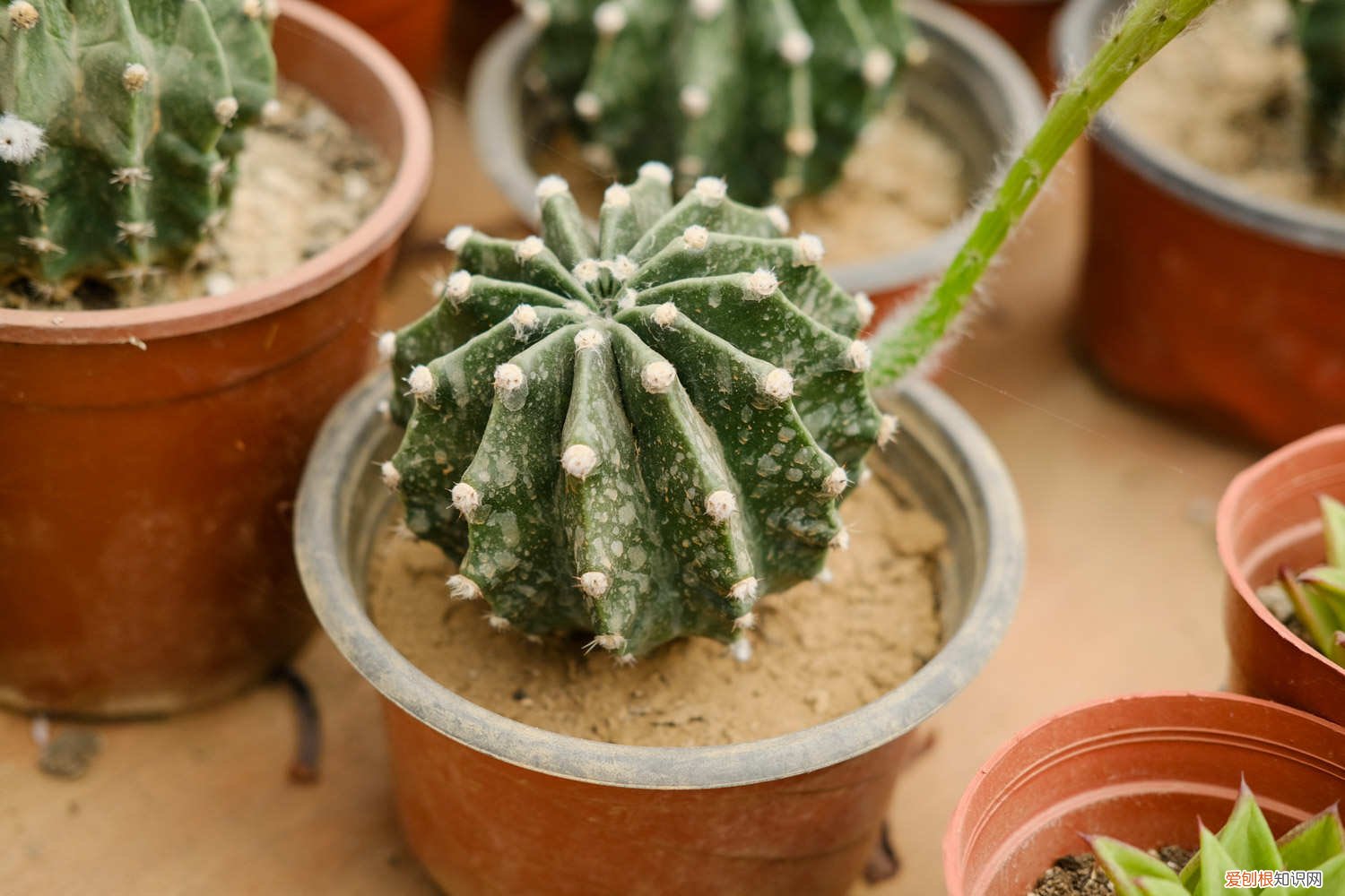 绯花玉仙人球的养殖方法和注意事项 仙人球的养殖方法和注意事项