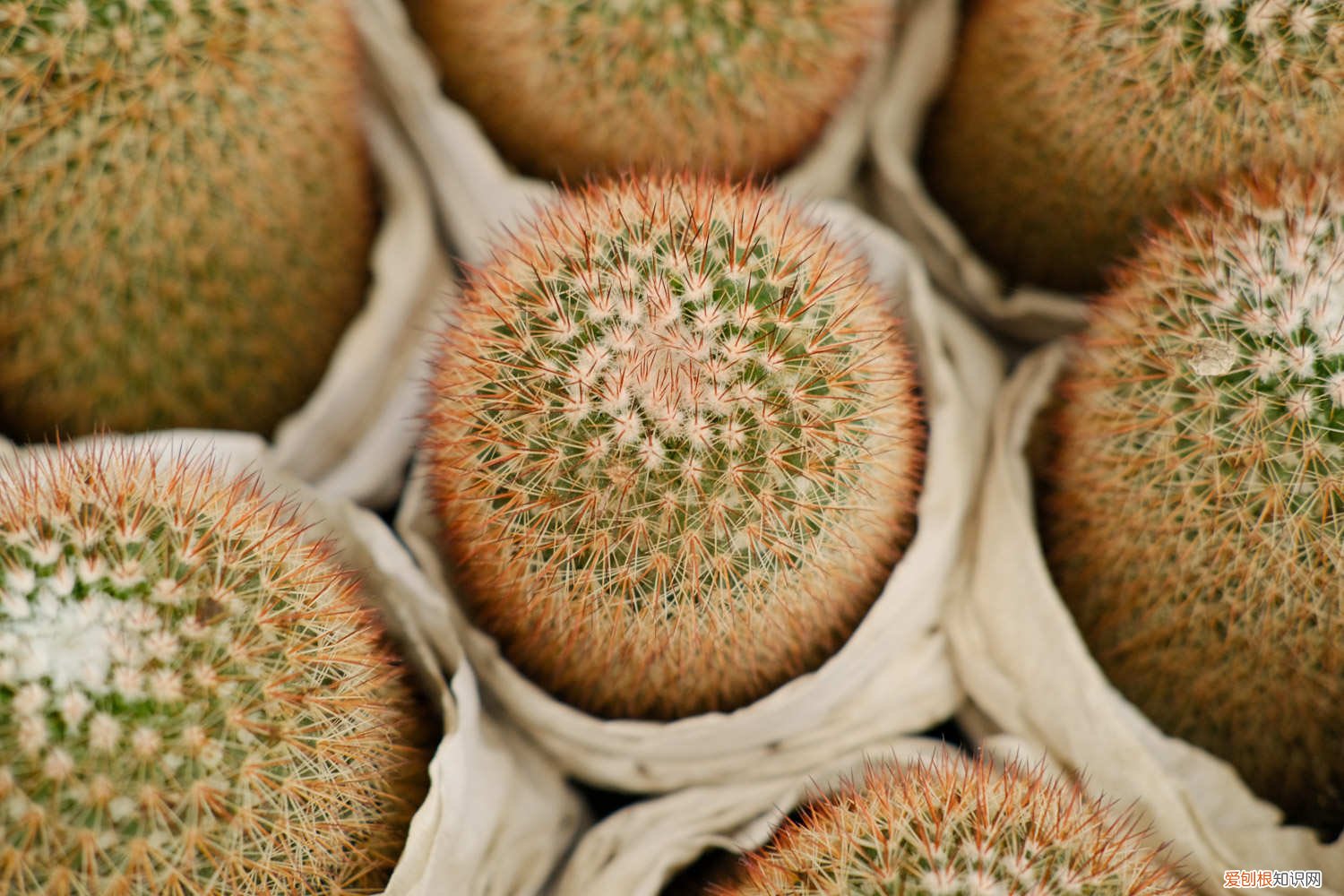 冬天仙人球怎么养 仙人球怎么养