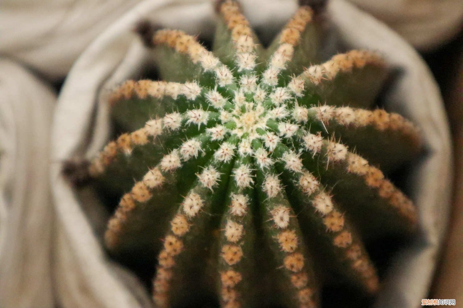 冬天仙人球怎么养 仙人球怎么养