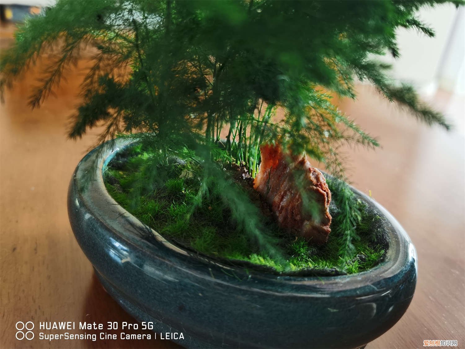 云竹盆景怎么养才能开花 云竹盆景怎么养