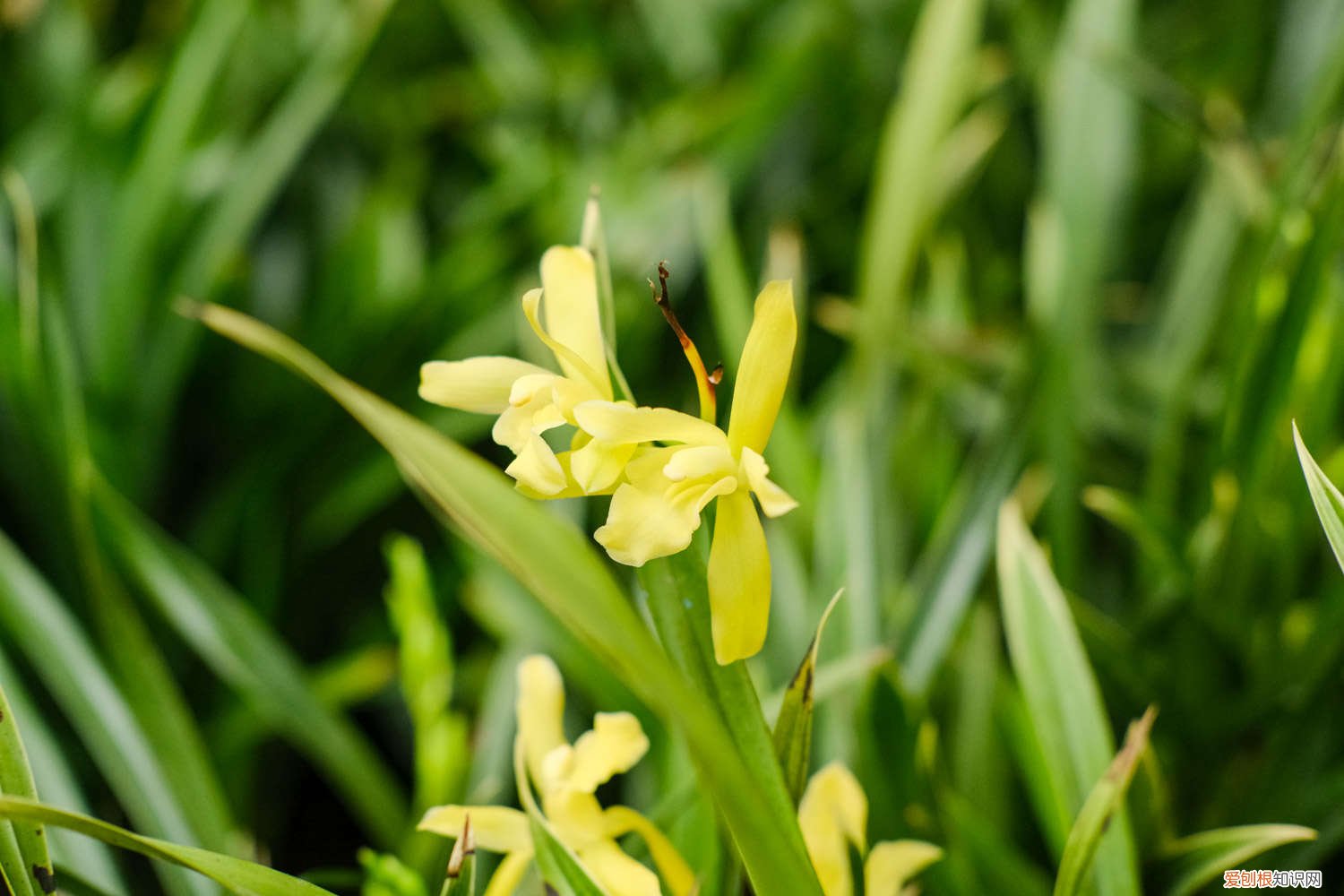 兰花夏天可以换盆吗,可以向叶子上喷水吗为什么 兰花夏天可以换盆吗，可以向叶子上喷水吗