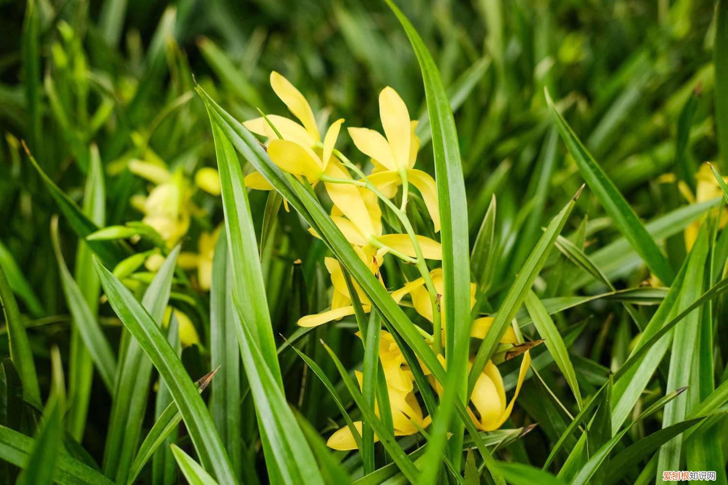 兰花夏天可以换盆吗,可以向叶子上喷水吗为什么 兰花夏天可以换盆吗，可以向叶子上喷水吗