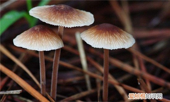 蘑菇有哪些营养价值食用蘑菇要注意什么