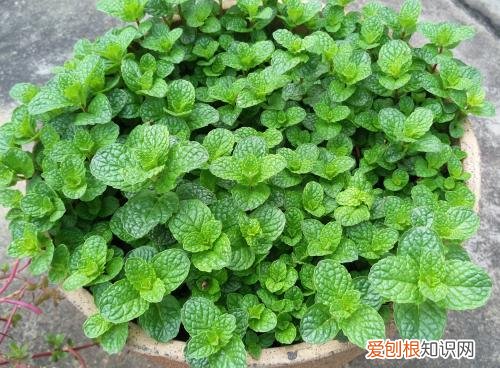 植物的分类有哪些什么植物好养又好看