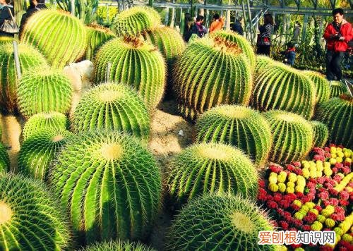 植物的分类有哪些什么植物好养又好看