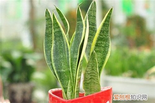 植物的分类有哪些什么植物好养又好看