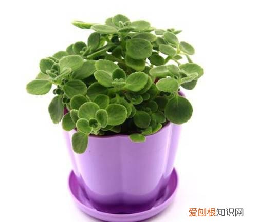 植物的分类有哪些什么植物好养又好看