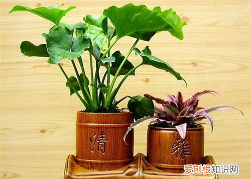 千手观音植物怎么养千手观音有毒吗