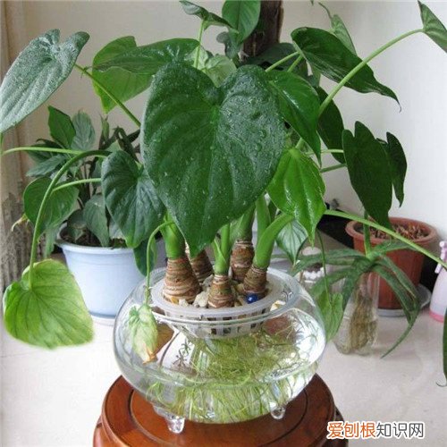 千手观音植物怎么养千手观音有毒吗