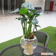 千手观音植物怎么养千手观音有毒吗