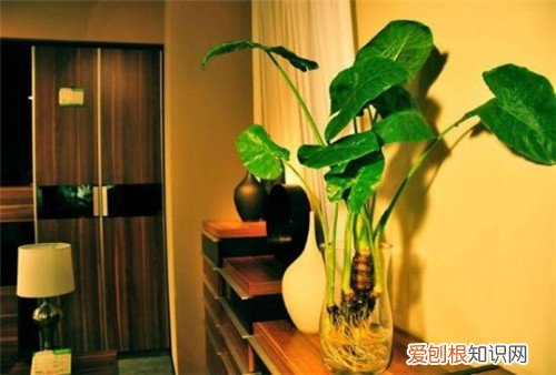 千手观音植物怎么养千手观音有毒吗