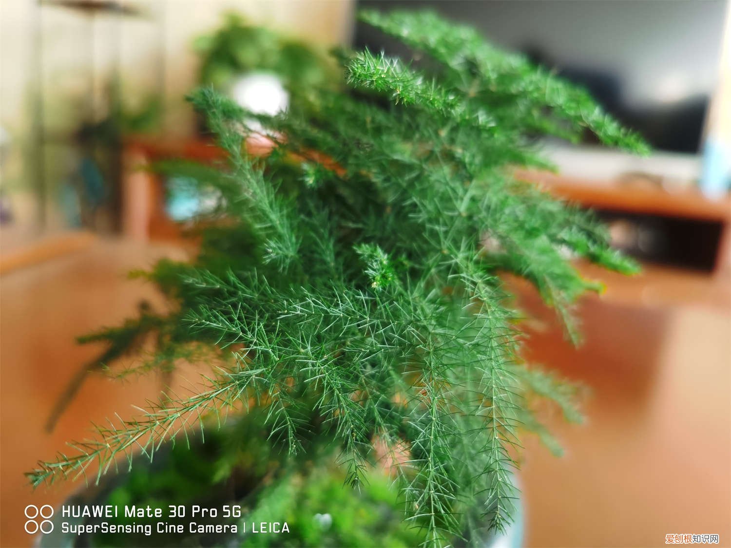 云竹浇水方法 云竹怎么浇水