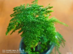 云竹浇水方法 云竹怎么浇水