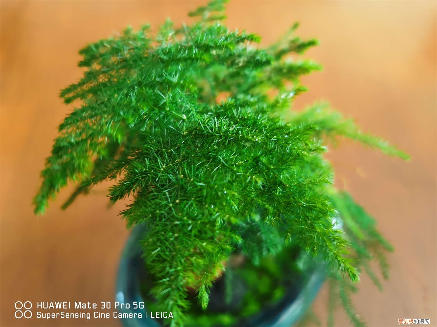 云竹浇水方法 云竹怎么浇水