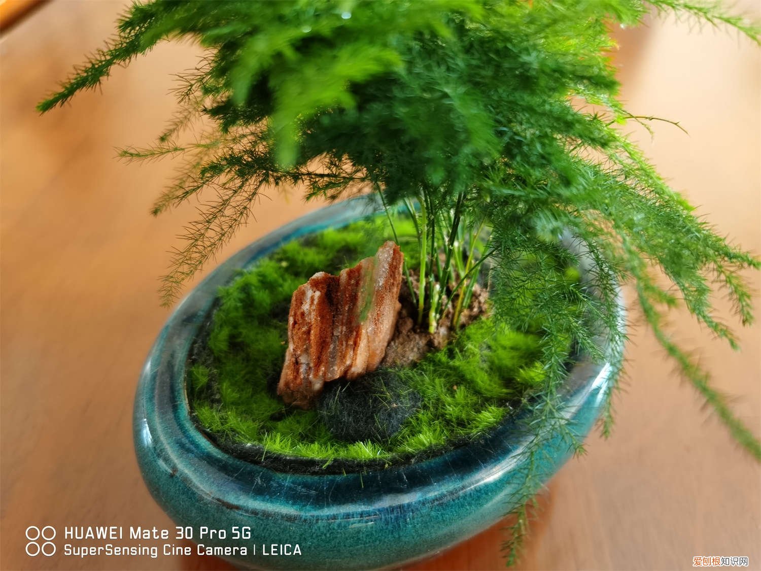 云竹浇水方法 云竹怎么浇水