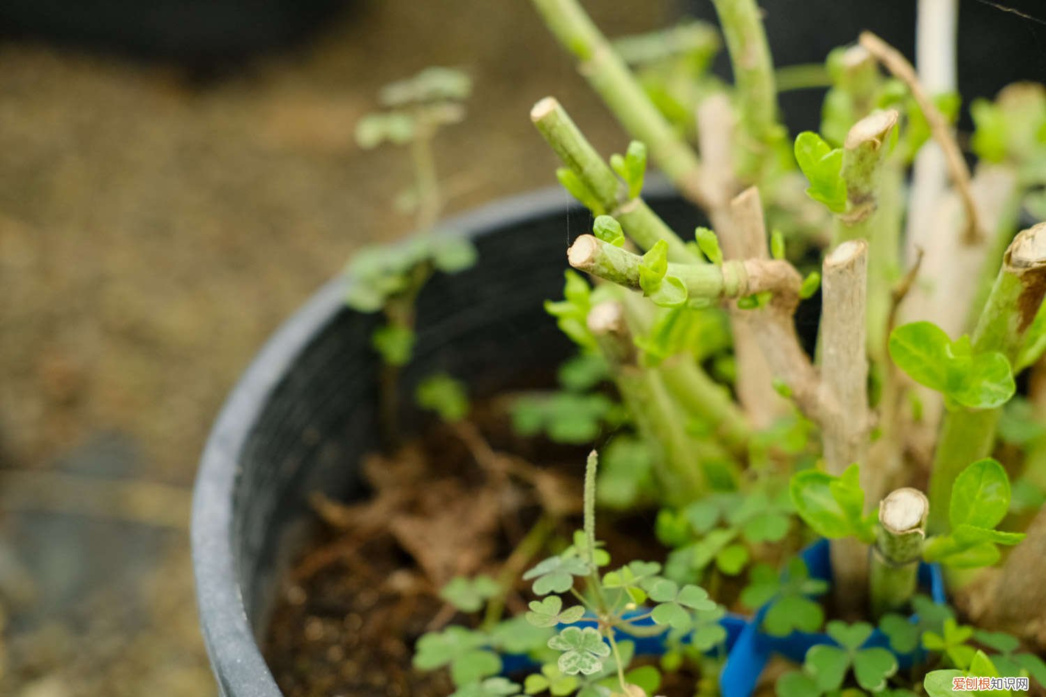 绣球花怎么在瓶子里养 绣球花怎么在花瓶里养