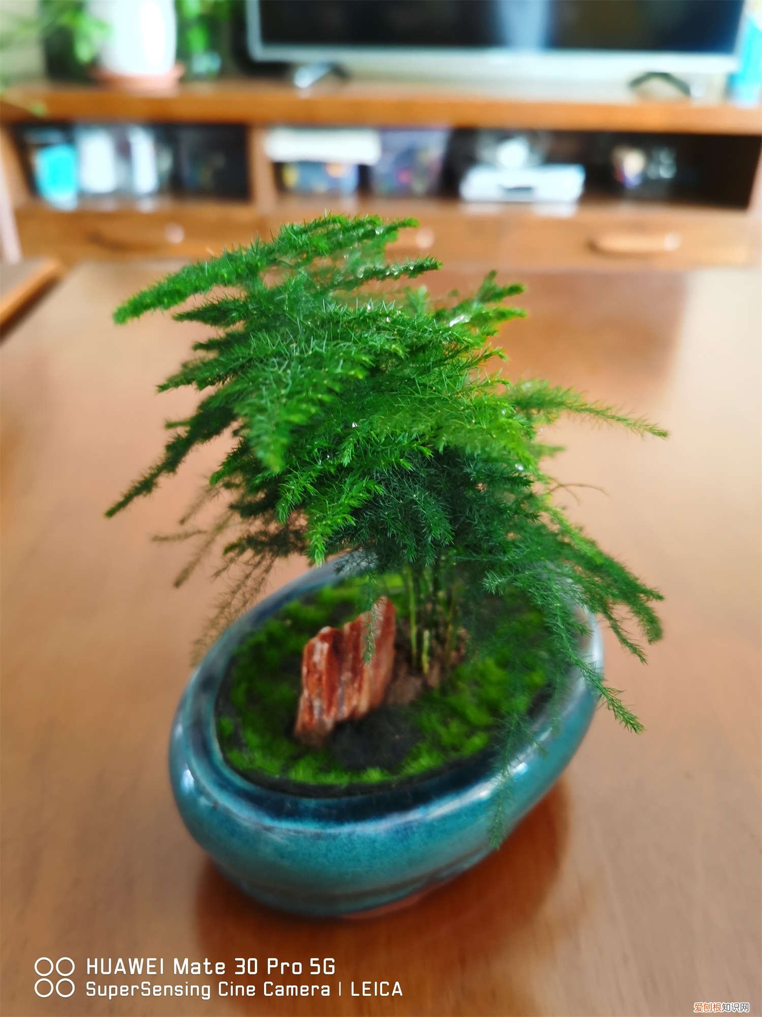 云竹怎么养才粗壮水培 云竹怎么养才粗壮