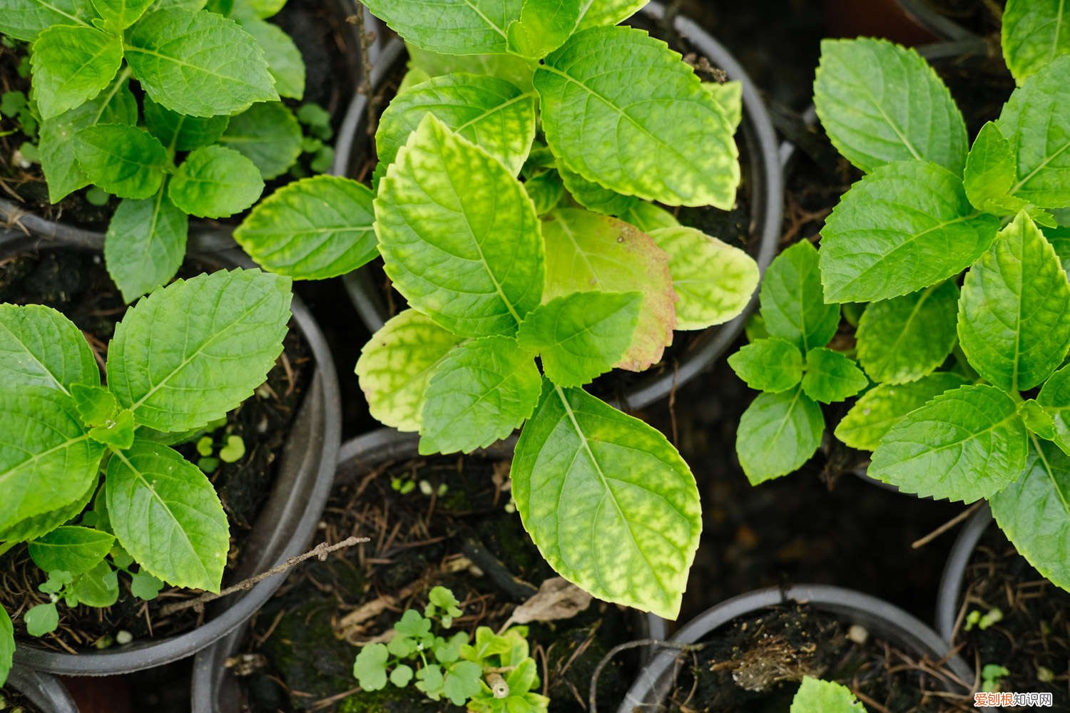 绣球花怎么养家庭养法 绣球花怎么养