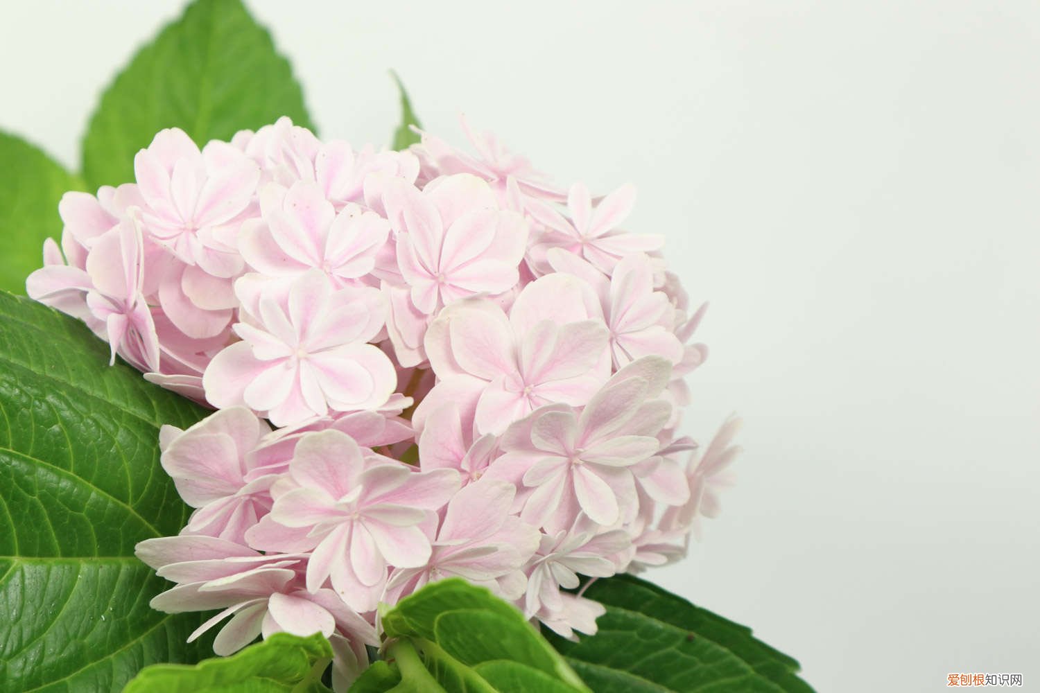 绣球花怎么养家庭养法 绣球花怎么养