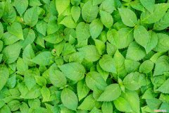 绣球花怎么养家庭养法 绣球花怎么养