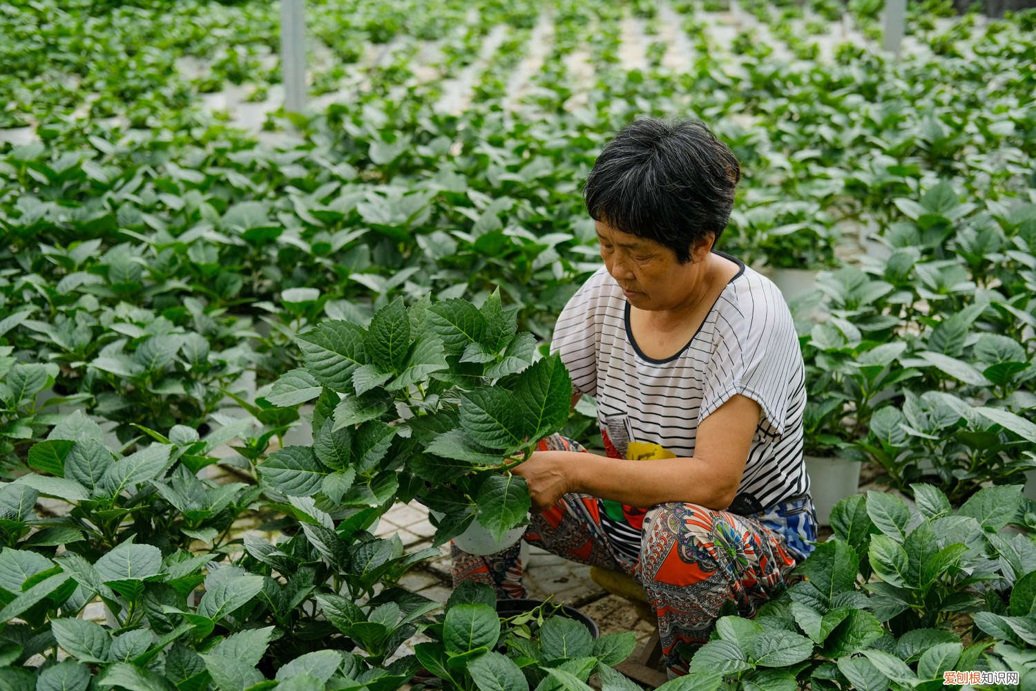 绣球花怎样水培生根发芽快 绣球花怎样水培生根