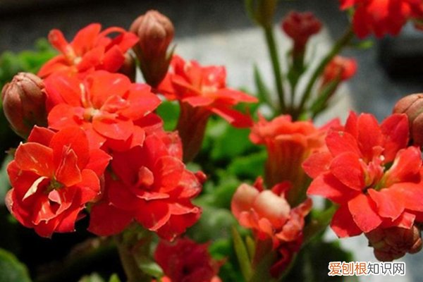 吃剩的“果皮”不要扔，用来当花肥，花开的一茬接一茬！