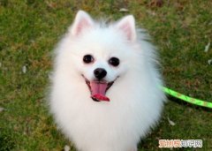 博美咳嗽咳得厉害怎么办 博美咳嗽的解决方法