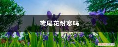 鸢尾花的病虫害防治 鸢尾花耐寒吗，鸢尾花的病害有哪些