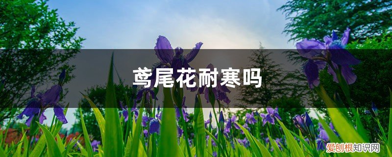 鸢尾花的病虫害防治 鸢尾花耐寒吗，鸢尾花的病害有哪些