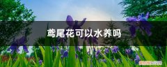 水培鸢尾花养殖方法 鸢尾花可以水养吗，怎么改为水培
