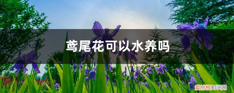水培鸢尾花养殖方法 鸢尾花可以水养吗，怎么改为水培