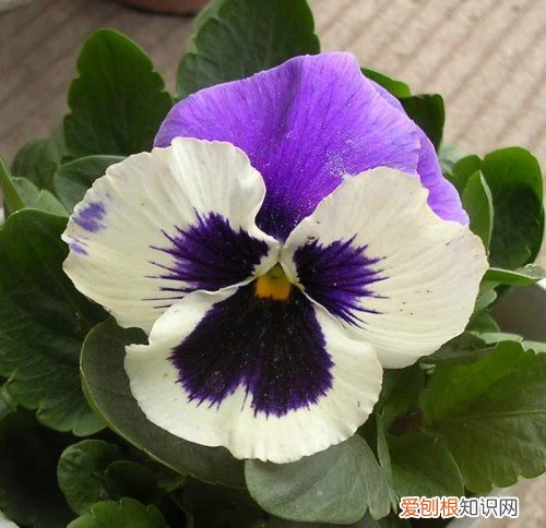 鬼脸花的花语 鬼脸花的应用价值