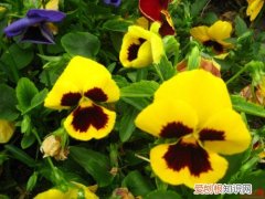 鬼脸花的花语 鬼脸花的应用价值