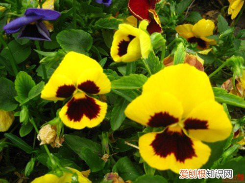 鬼脸花的花语 鬼脸花的应用价值