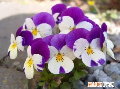 鬼脸花的花语 鬼脸花的应用价值