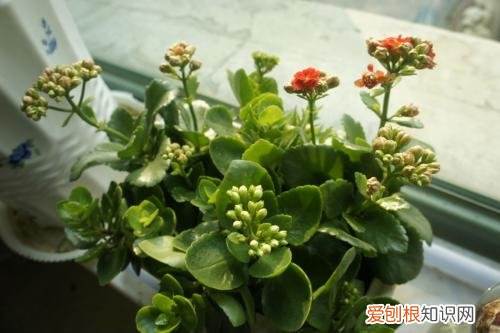 长寿花的繁殖方法揭秘冬天没有暖气怎么养花