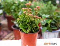 长寿花的繁殖方法揭秘冬天没有暖气怎么养花