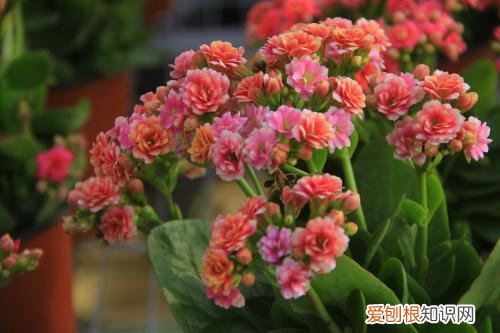 长寿花的繁殖方法揭秘冬天没有暖气怎么养花