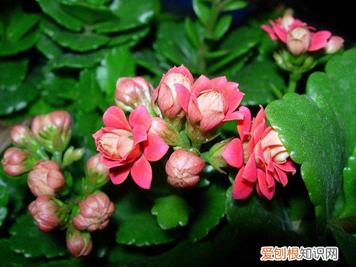 长寿花的繁殖方法揭秘冬天没有暖气怎么养花