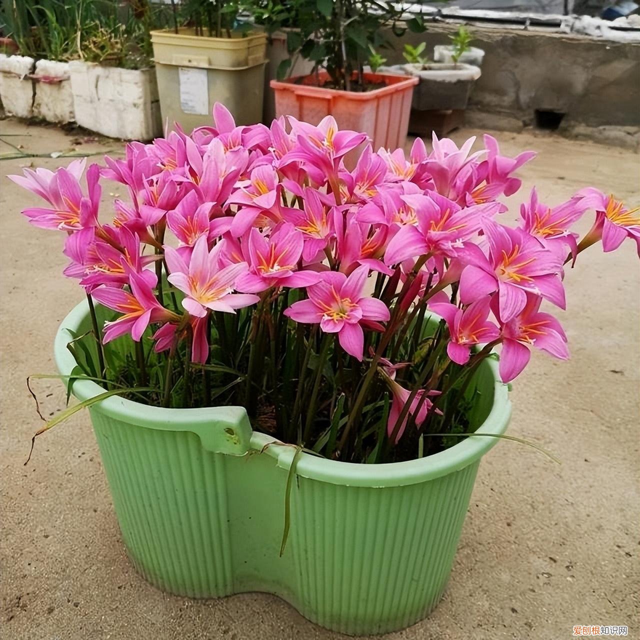 常年开花的阳台盆栽植物图片,养花新手“入门之作”,开花美极了,经常开花,阳台“大放光彩”