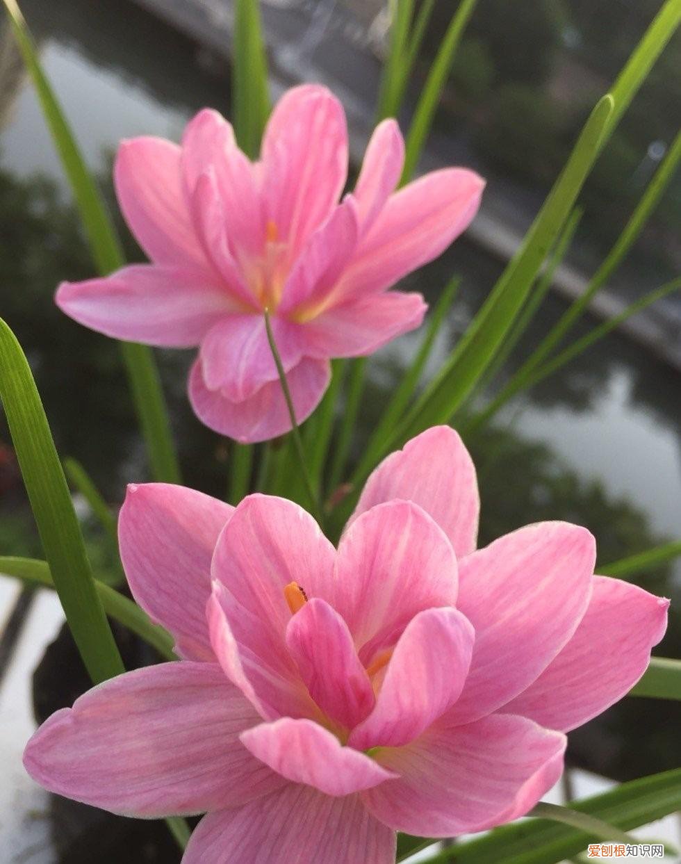 常年开花的阳台盆栽植物图片,养花新手“入门之作”,开花美极了,经常开花,阳台“大放光彩”