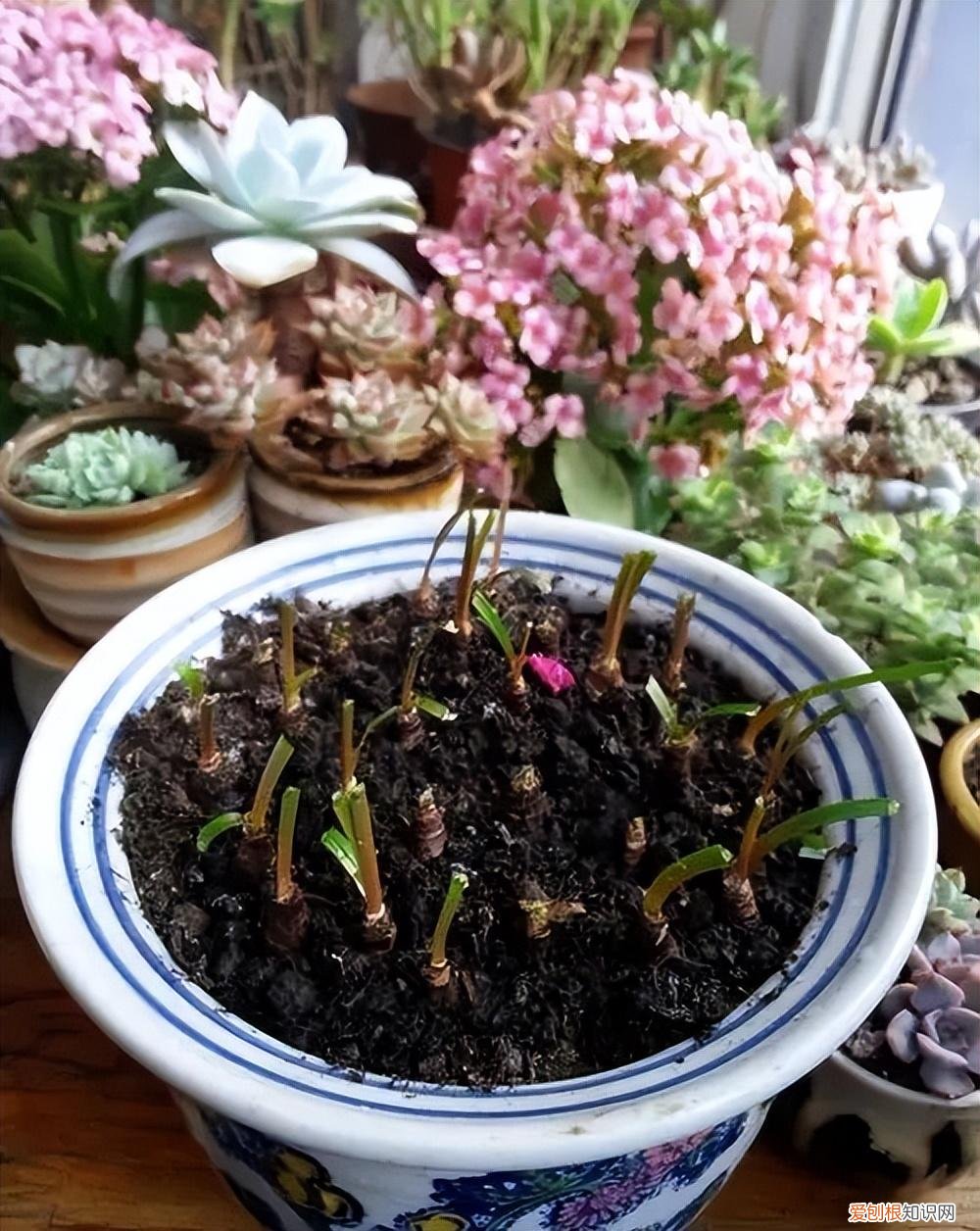 常年开花的阳台盆栽植物图片,养花新手“入门之作”,开花美极了,经常开花,阳台“大放光彩”