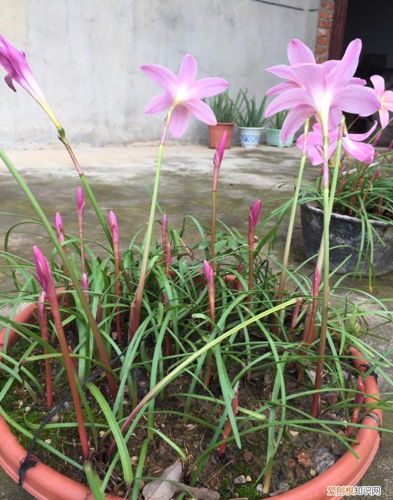 常年开花的阳台盆栽植物图片,养花新手“入门之作”,开花美极了,经常开花,阳台“大放光彩”