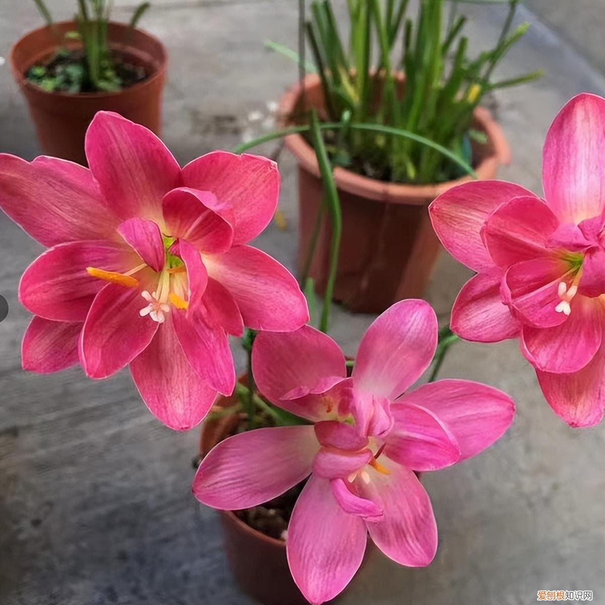 常年开花的阳台盆栽植物图片,养花新手“入门之作”,开花美极了,经常开花,阳台“大放光彩”