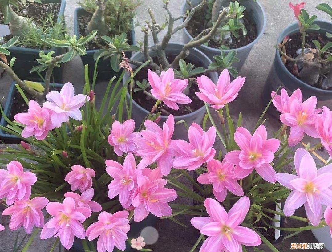 常年开花的阳台盆栽植物图片,养花新手“入门之作”,开花美极了,经常开花,阳台“大放光彩”