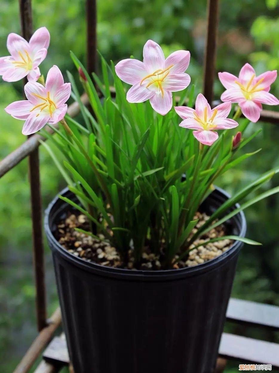 常年开花的阳台盆栽植物图片,养花新手“入门之作”,开花美极了,经常开花,阳台“大放光彩”