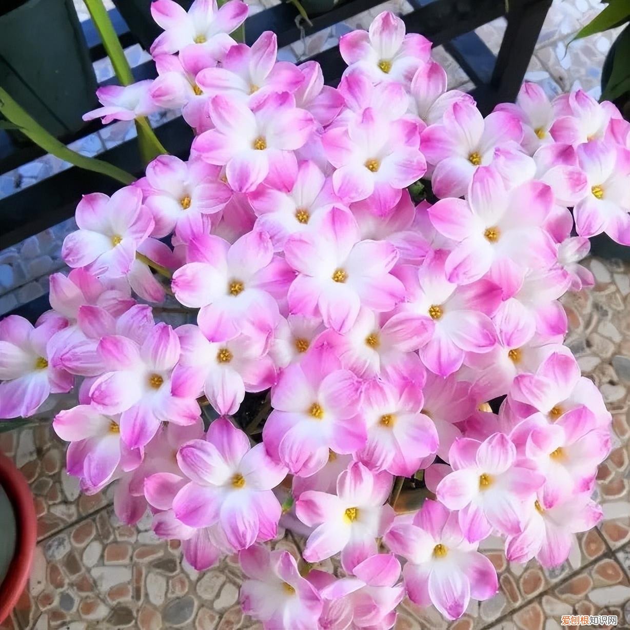 常年开花的阳台盆栽植物图片,养花新手“入门之作”,开花美极了,经常开花,阳台“大放光彩”