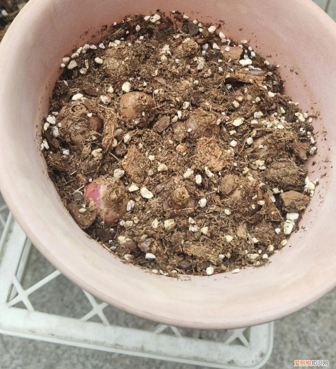 常年开花的阳台盆栽植物图片,养花新手“入门之作”,开花美极了,经常开花,阳台“大放光彩”